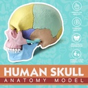 Cráneo Modelo anatómico de  humano Merinden, tamaño medio, 17 partes desmontables