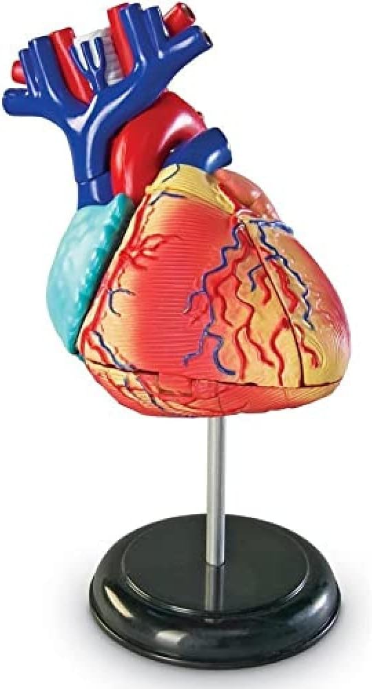 Modelo 4d    Corazón