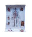 Poster de anatomia sistema circulatorio/ Linfatico