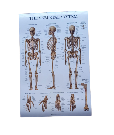Poster de anatomia de esqueleto/ sisema muscular