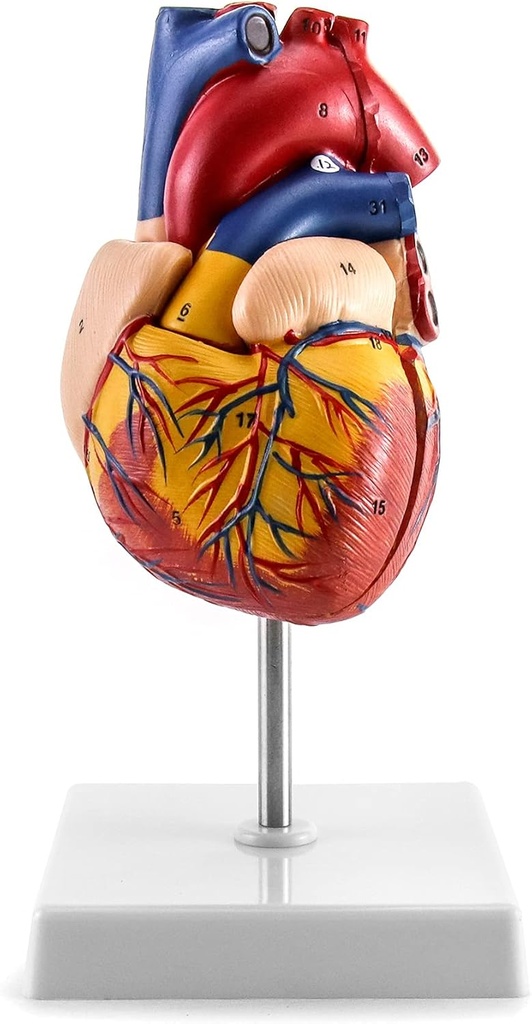 Modelo anatomico del corazon