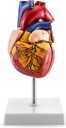 Modelo anatomico del corazon